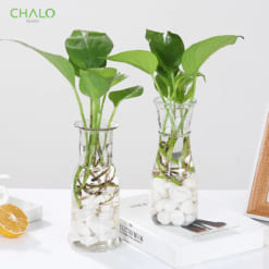 chai-thuy-tinh-co-that-eo-350ml (4)