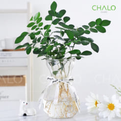 chai-thuy-tinh-dang-loe-trong-hoa-thuy-tien-350ml (1)
