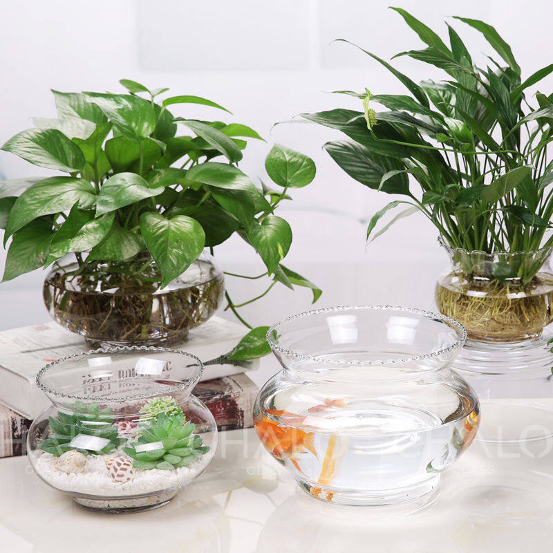 cong-ca-thuy-tinh-mieng-rang-cua (5)