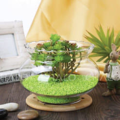 cong-ca-thuy-tinh-mieng-rang-cua (5)
