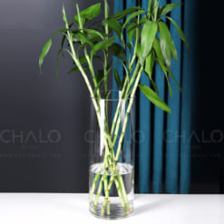 tru-hoa-thuy-tinh-dang-tron-cylinder-glass-vase (3)
