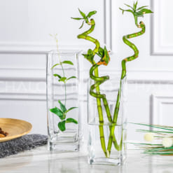 tru-hoa-thuy-tinh-dang-vuong-square-glass-vase (1)